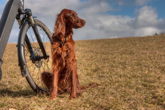 Schwerer Fahrradunfall in Bayern – Frau verletzt, Hund stirbt.jpg